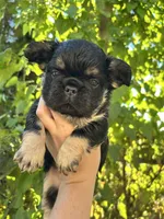 Solana, a female French Bulldog for sale in Maryville, TN – 1 of 5