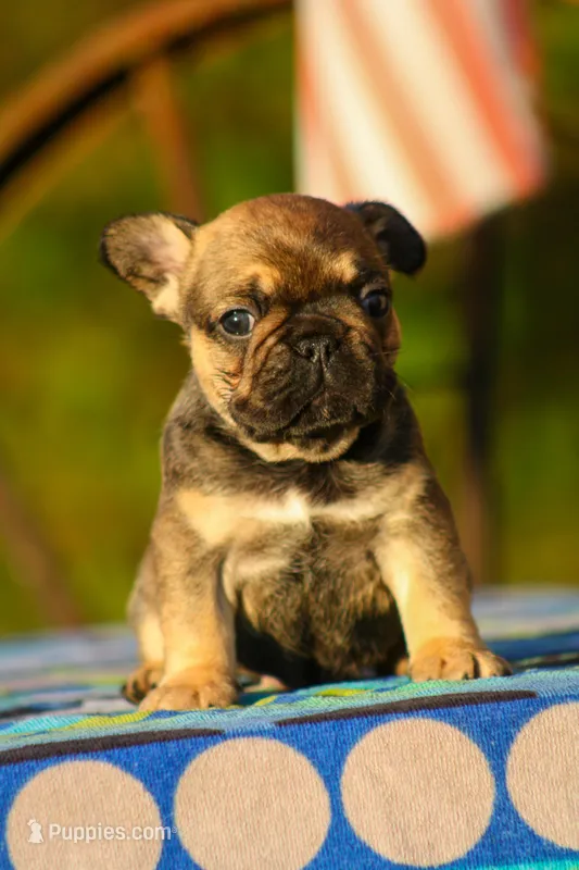 Marea  – French Bulldog puppy for sale in Maryville, TN