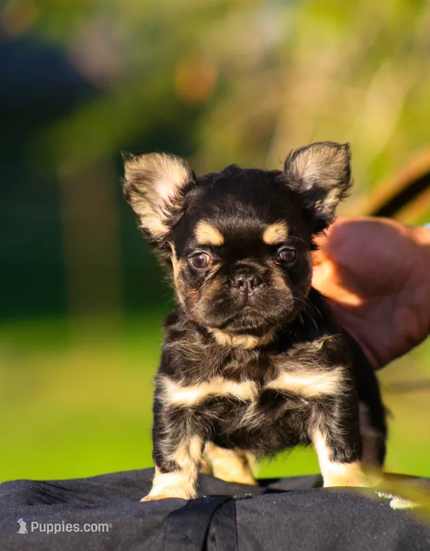 Bunkie – French Bulldog puppy for sale in Maryville, TN