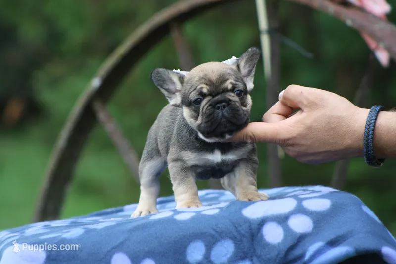 Marea  – French Bulldog puppy for sale in Maryville, TN