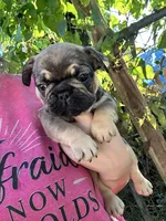 Marea , a female French Bulldog for sale in Maryville, TN – 4 of 5