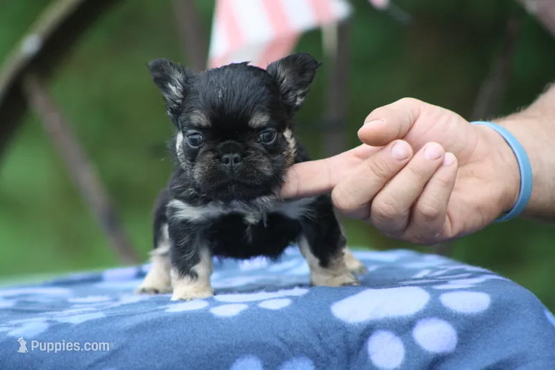 Bunkie – French Bulldog puppy for sale in Maryville, TN