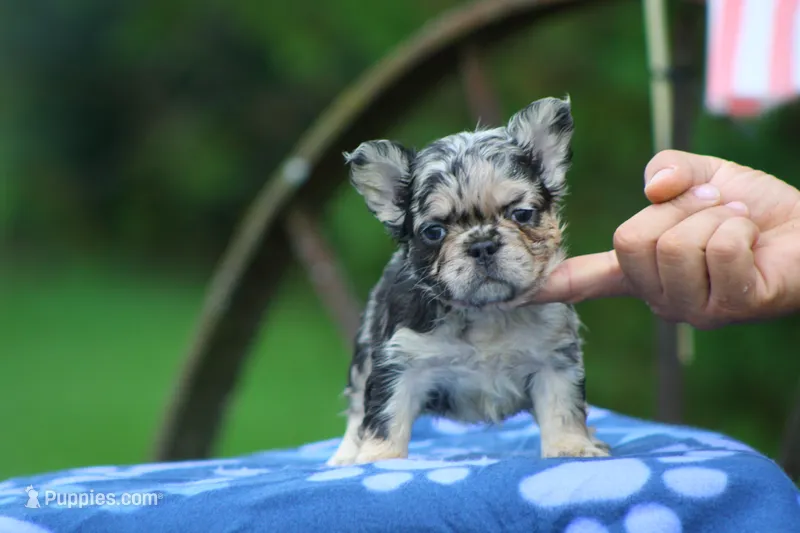 Lagoon – French Bulldog puppy for sale in Maryville, TN