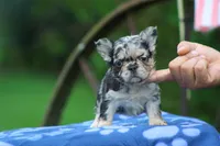 Lagoon, a female French Bulldog for sale in Maryville, TN – 1 of 3