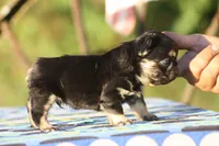 Bunkie, a male French Bulldog for sale in Maryville, TN – 3 of 6