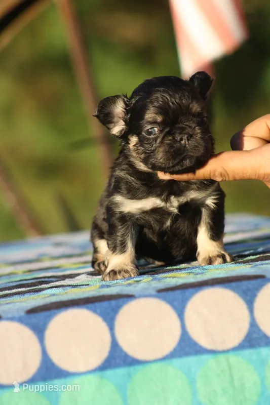 Bunkie – French Bulldog puppy for sale in Maryville, TN