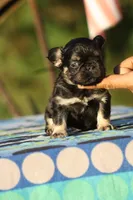 Bunkie, a male French Bulldog for sale in Maryville, TN – 1 of 6