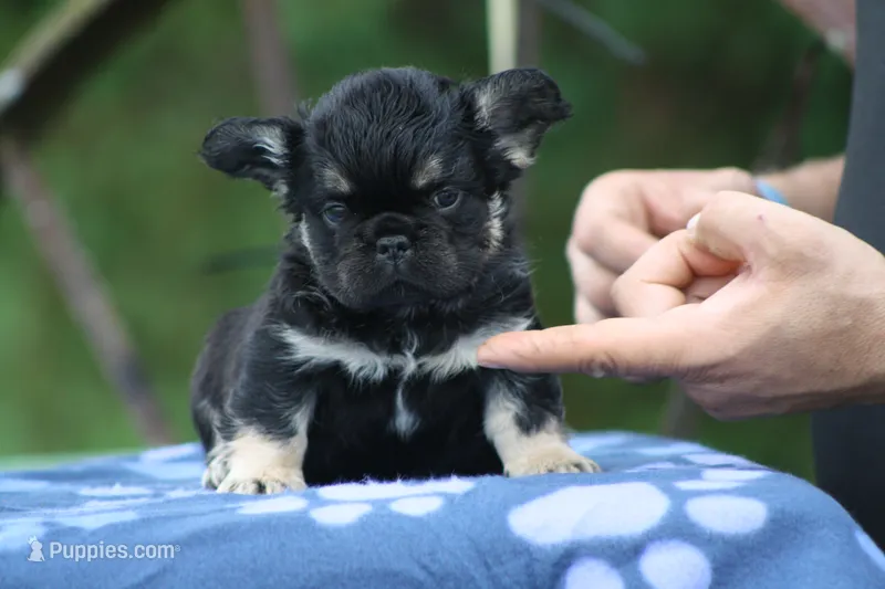 Solana – French Bulldog puppy for sale in Maryville, TN