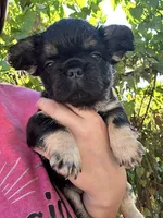 Solana, a female French Bulldog for sale in Maryville, TN – 2 of 5