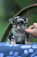 Nalu, a male French Bulldog for sale in Maryville, TN – 2 of 4
