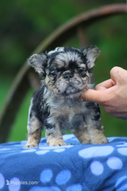 Nalu – French Bulldog puppy for sale in Maryville, TN