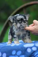 Nalu, a male French Bulldog for sale in Maryville, TN – 1 of 4