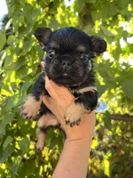 Bunkie, a male French Bulldog for sale in Maryville, TN – 4 of 6
