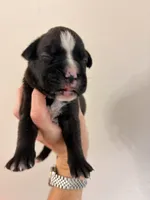 Yellow collar sealed , a female Boxer for sale in Saint Augustine, FL – 2 of 5