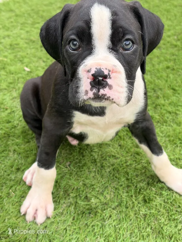 Lime green collar  – Boxer puppy for sale in Saint Augustine, FL