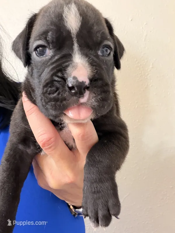 Yellow collar sealed  – Boxer puppy for sale in Saint Augustine, FL