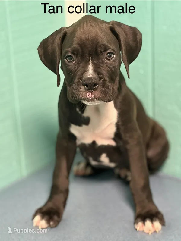 Tan collar  – Boxer puppy for sale in Saint Augustine, FL