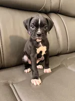Purple collar , a female Boxer for sale in Saint Augustine, FL – 1 of 2