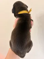 Yellow collar sealed , a female Boxer for sale in Saint Augustine, FL – 5 of 5