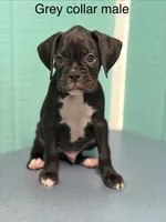 Gray collar , a male Boxer for sale in Saint Augustine, FL – 1 of 2