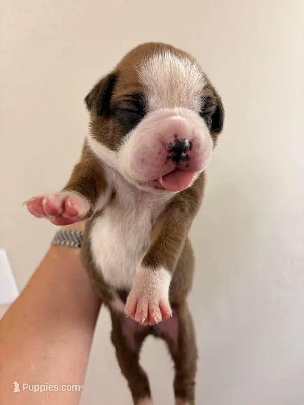 Fawn purple collar – Boxer puppy for sale in Saint Augustine, FL