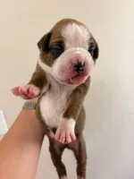 Fawn purple collar, a female Boxer for sale in Saint Augustine, FL – 1 of 5