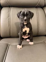 Purple collar , a female Boxer for sale in Saint Augustine, FL – 2 of 2