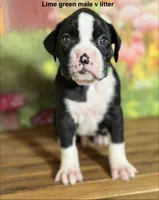 Lime green collar , a male Boxer for sale in Saint Augustine, FL – 2 of 4