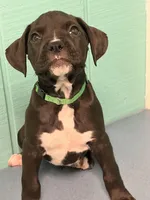Green collar , a male Boxer for sale in Saint Augustine, FL – Photo 2 of 2