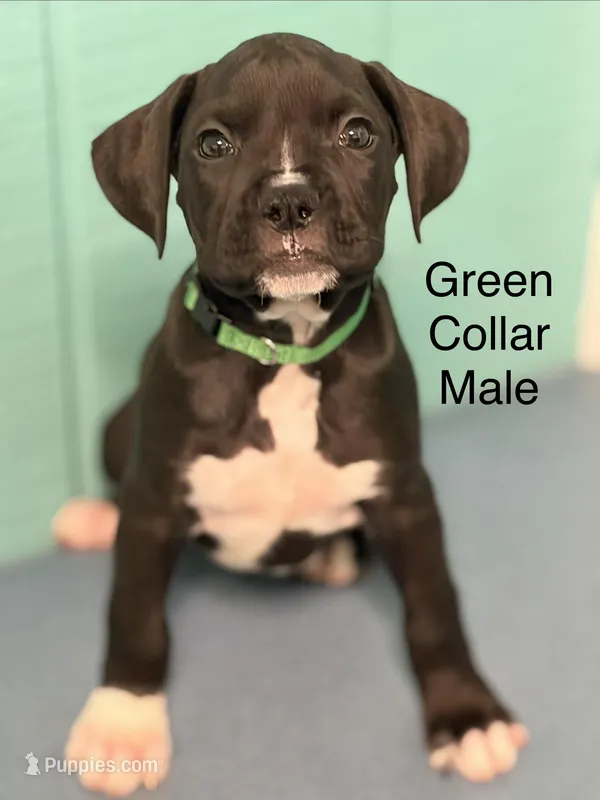 Green collar , a male Boxer for sale in Saint Augustine, FL – Photo 1 of 2