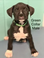 Green collar , a male Boxer for sale in Saint Augustine, FL – Photo 1 of 2
