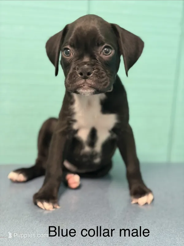 Blue collar  – Boxer puppy for sale in Saint Augustine, FL