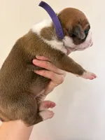 Fawn purple collar, a female Boxer for sale in Saint Augustine, FL – 4 of 5