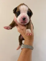 Fawn purple collar, a female Boxer for sale in Saint Augustine, FL – 2 of 5