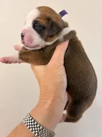 Fawn purple collar, a female Boxer for sale in Saint Augustine, FL – 5 of 5