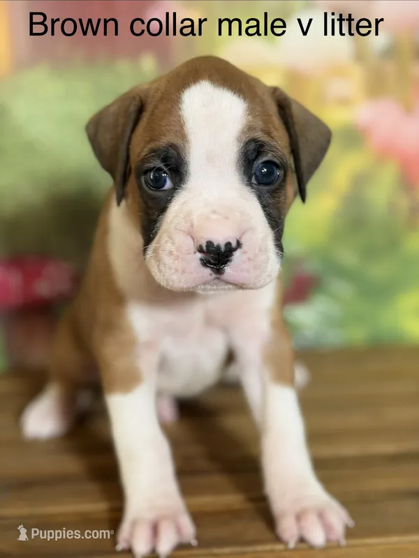 Brown collar  – Boxer puppy for sale in Saint Augustine, FL
