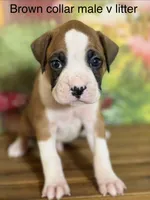 Brown collar , a male Boxer for sale in Saint Augustine, FL – 1 of 4