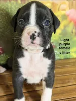 Light purple , a female Boxer for sale in Saint Augustine, FL – 5 of 5