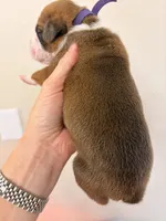 Fawn purple collar, a female Boxer for sale in Saint Augustine, FL – 3 of 5