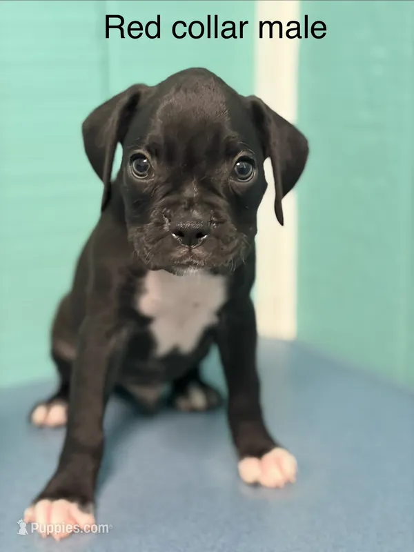 Red collar  – Boxer puppy for sale in Saint Augustine, FL