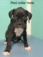 Red collar , a male Boxer for sale in Saint Augustine, FL – 1 of 1