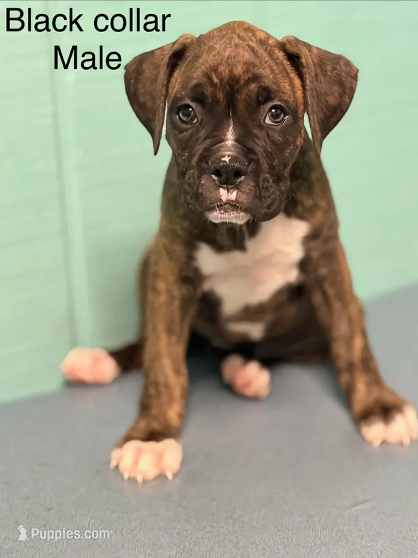 Black collar brindle , a male Boxer for sale in Saint Augustine, FL – Photo 1 of 1