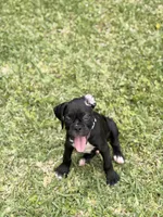 Gray collar , a male Boxer for sale in Saint Augustine, FL – 2 of 2