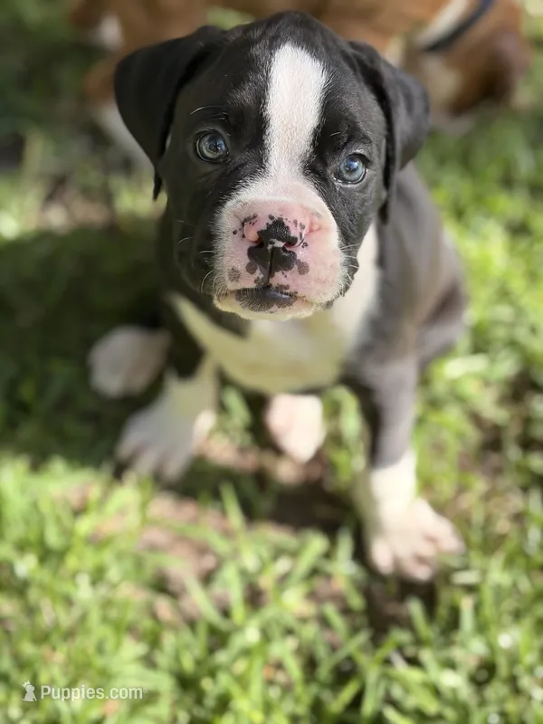 Lime green collar  – Boxer puppy for sale in Saint Augustine, FL