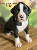 Lime green collar , a male Boxer for sale in Saint Augustine, FL – 4 of 4