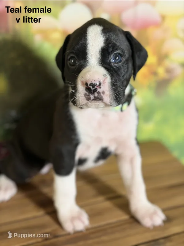 Teal collar  – Boxer puppy for sale in Saint Augustine, FL