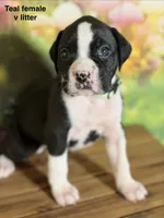 Teal collar , a female Boxer for sale in Saint Augustine, FL – 1 of 3