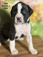 Teal collar , a female Boxer for sale in Saint Augustine, FL – 2 of 3