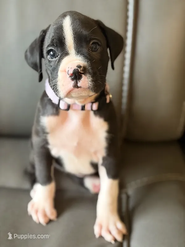Light purple  – Boxer puppy on hold in Saint Augustine, FL