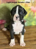 Light purple , a female Boxer for sale in Saint Augustine, FL – 3 of 5